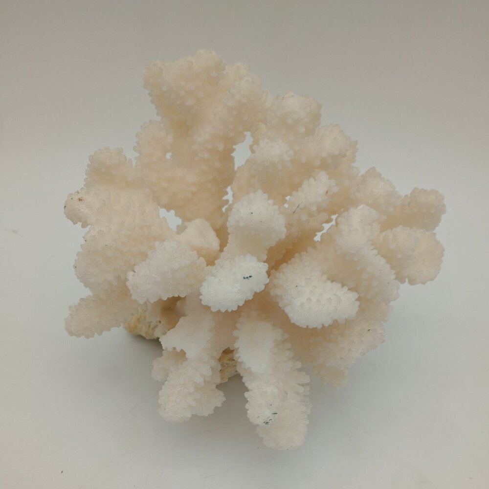 White Ocean Reef Cluster Coral – Cauliflower Shape – Approx. 4” x 5” x 6”